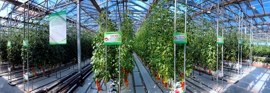 濰坊科技學(xué)院立足菜鄉(xiāng) 打造&ldquo;全國蔬菜種業(yè)硅谷&rdquo;