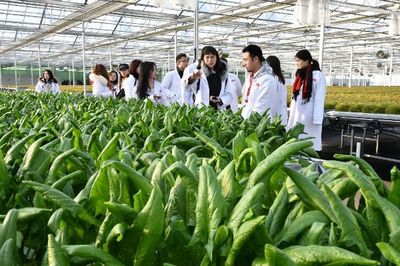 知否?知否!不洗就能吃的&ldquo;水培蔬菜&rdquo;原來是這么長大的