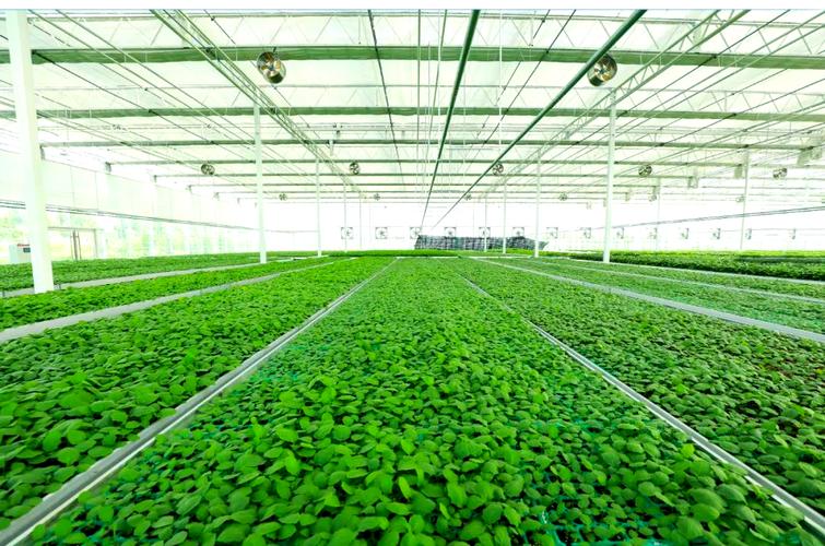 壽光蔬菜種業集團西環基地:育苗業務全面啟動