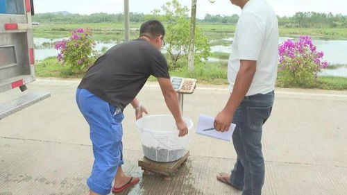 陽江 水產種業工廠化模式助推海水養殖高質量發展