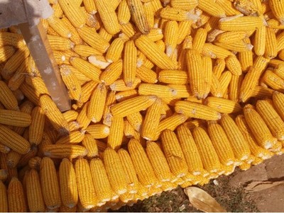 玉米廠家_相關信息_輝縣市天地種業