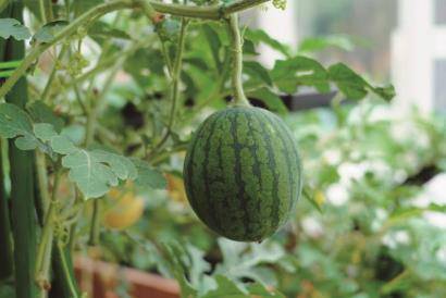 花開中國夢：花博會助力光明母港現代種業創新區發展