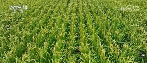 我國(guó)畜禽核心種源自給率超75%，資源保護(hù)體系更加完善