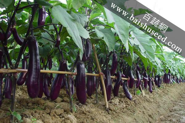 廣東粵蔬貝司特3號長茄 農科院遲熟高產品種，畝產超5000公斤的種植優選